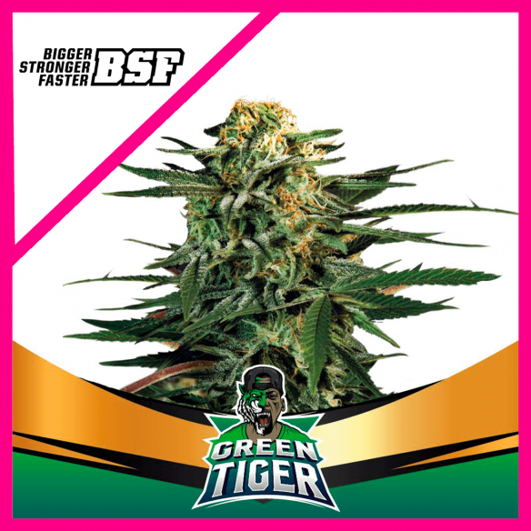 GREEN TIGER FAST VERSION FEM X4-BSF