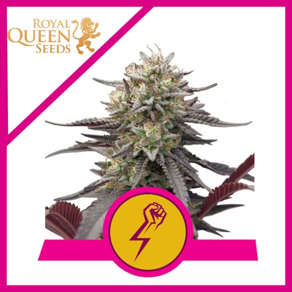 GREEN CRACK PUNCH USA PREMIUM FEM X3-ROYAL QUEEN