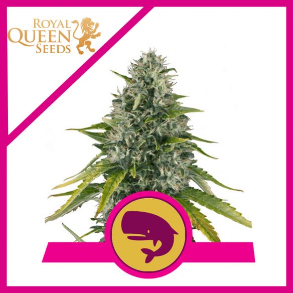Royal Queen Seeds Royal Moby Fem X1