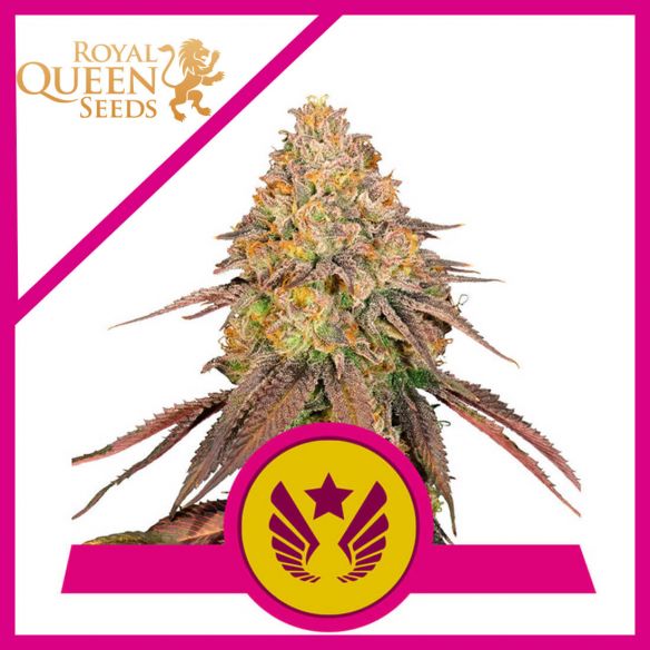 LEGENDARY OG PUNCH USA PREMIUM FEM X3-ROYAL QUEEN