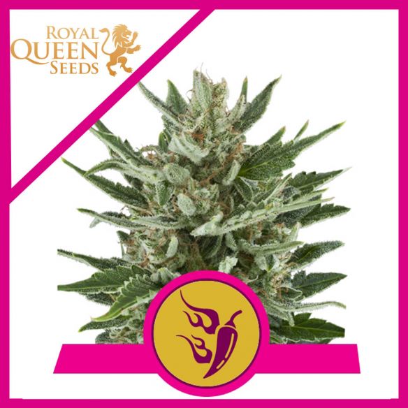 SPEEDY CHILE FAST FEM X1-ROYAL QUEEN