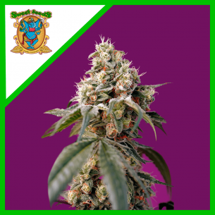 BRUCE BANNER AUTO®...