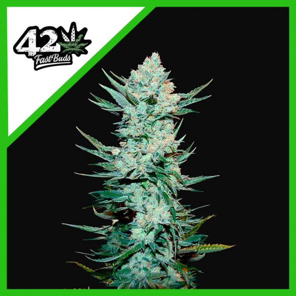 Fast Buds Tangie Matic Auto X1