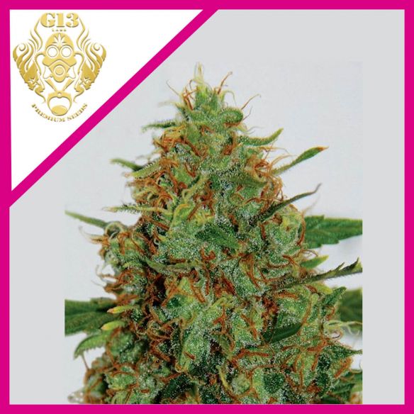 C99 FEM X5-G13 LABS