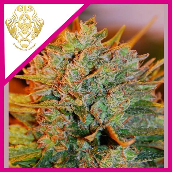 GIGABUD FEM X5-G13 LABS