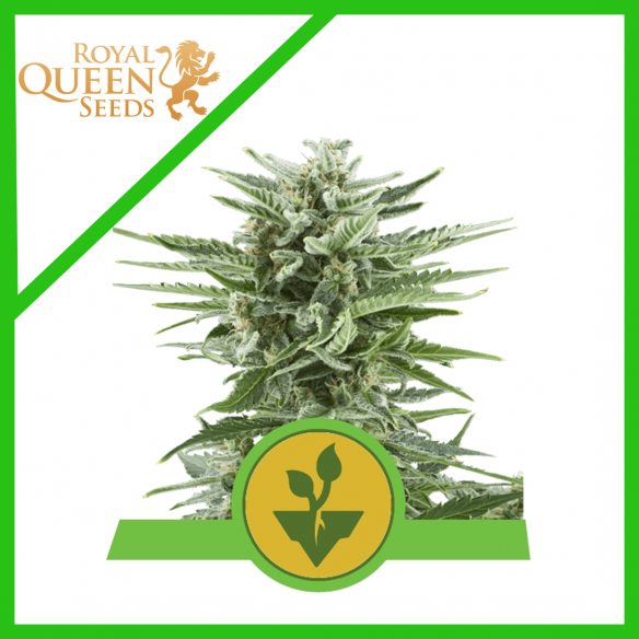 EASY BUD AUTO X1-ROYAL QUEEN SEEDS