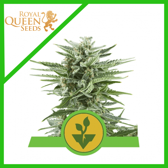 Royal Queen Seeds Easy Bud Auto x1