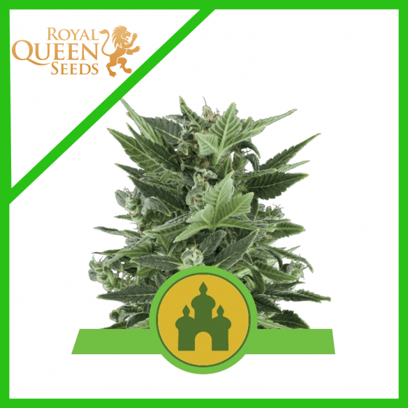 ROYAL KUSH AUTO X1-ROYAL QUEEN SEEDS