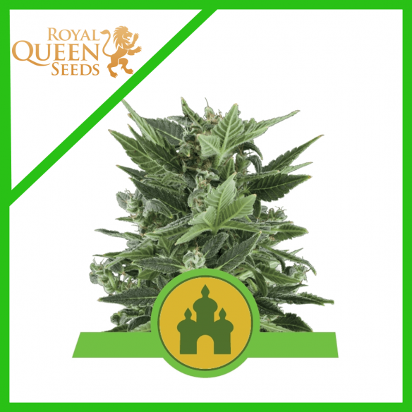 Royal Queen Seeds Royal Kush Auto x1