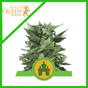 ROYAL KUSH  AUTO X3-ROYAL...