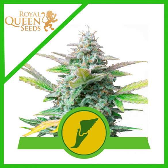 Royal Queen Seeds Quick One Auto x3