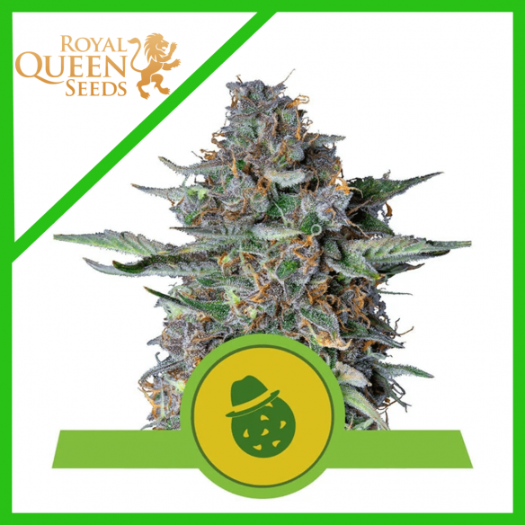 DO-SI-DOS USA PREMIUM AUTO X3-ROYAL QUEEN