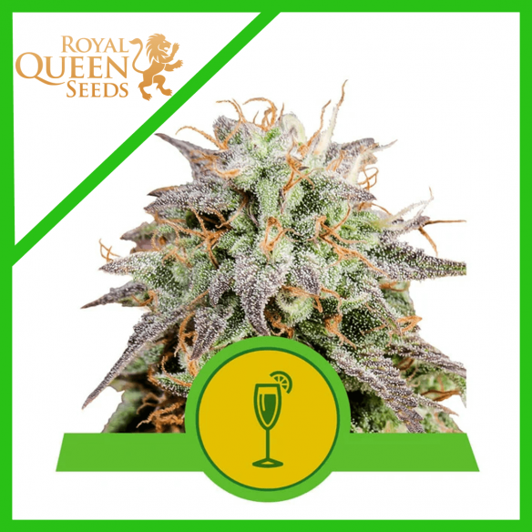Royal Queen Seeds Mimosa Auto X1
