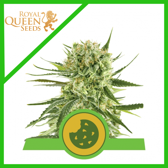 Royal Queen Seeds Royal Cookies Auto X3