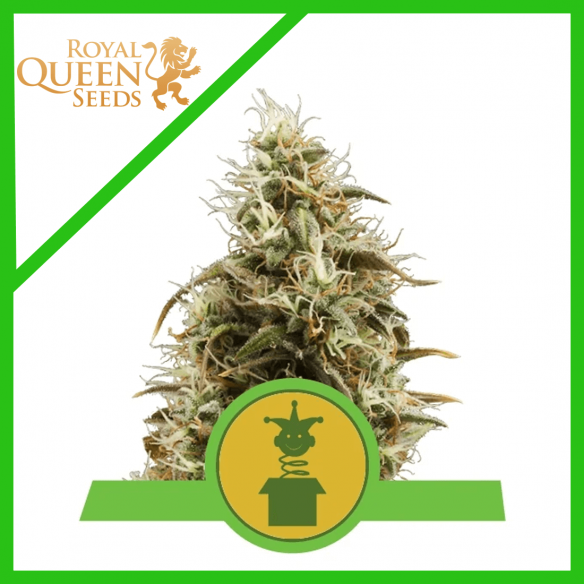 Royal Queen Seeds Royal Jack Auto x3