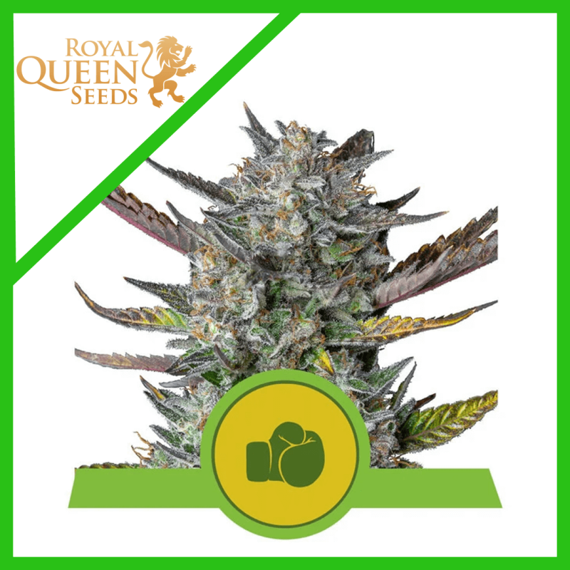 Royal Queen Seeds Purple Punch Auto X3