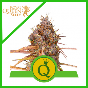 PURPLE QUEEN USA PREMIUM...