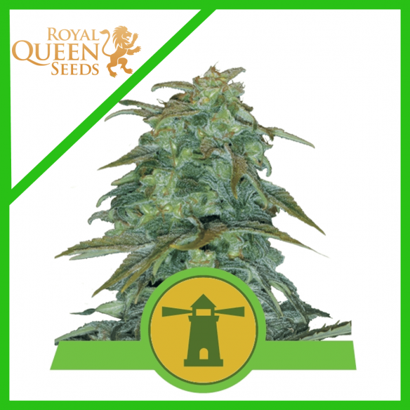 ROYAL HAZE AUTO X1-ROYAL QUEEN SEEDS