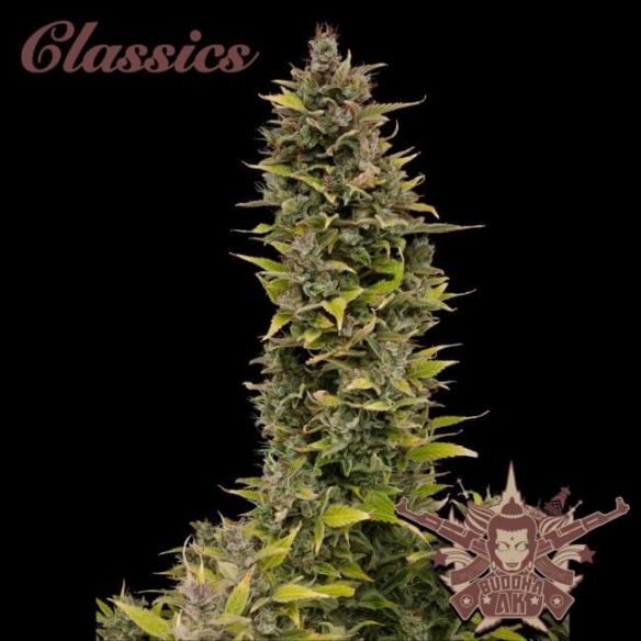 AK AUTO X3-BUDDHA SEEDS