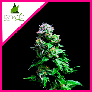 PURPLE URKLE FEM...