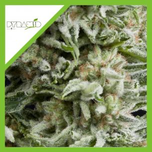 AMNESIA GOLD AUTO...