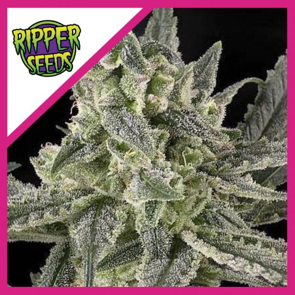 OLD SCHOOL FEM X3-RIPPER SEEDS