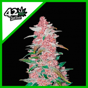 BLACKBERRY AUTO X5-FAST BUDS