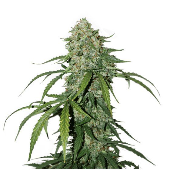 CBD 1:1 SILVER LIME HAZE  AUTO X3-SEEDSTOCKERS