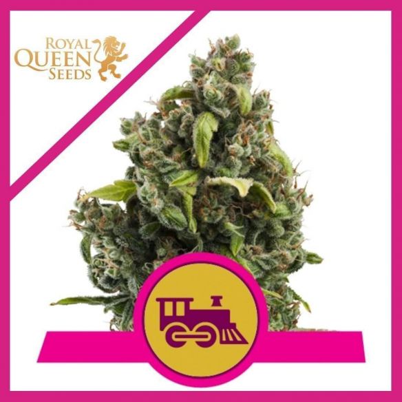 Royal Queen Seeds Candy Kush Express F1 X3