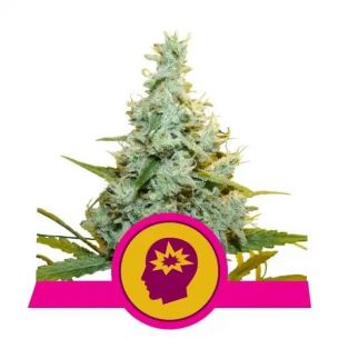 AMG FEM X3-ROYAL QUEEN SEEDS