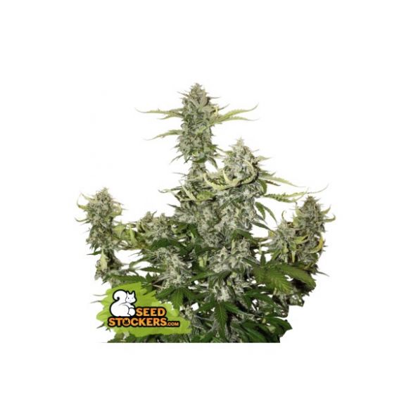 Seed Stockers Candy Dawg Auto X3