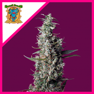 SWEET CHERRY PIE FEM®...