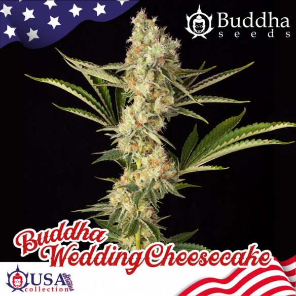 Buddha Seeds Wedding Cheesecake Fem X3