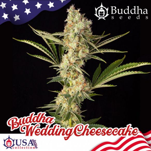 WEDDING CHEESECAKE FEM X3+1-BUDDHA SEEDS