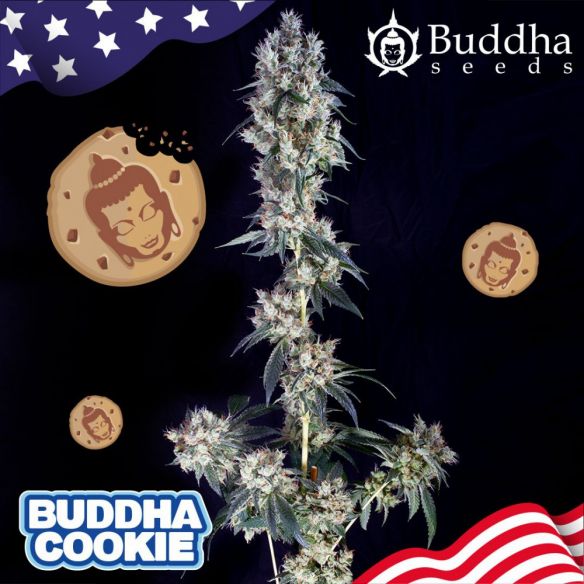 Buddha Seeds Buddha Cookie Auto X3