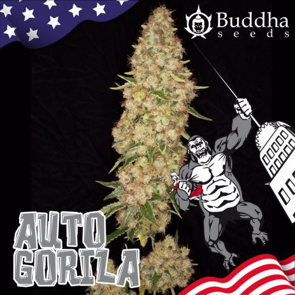 GORILLA AUTO X3+1-BUDDHA SEEDS