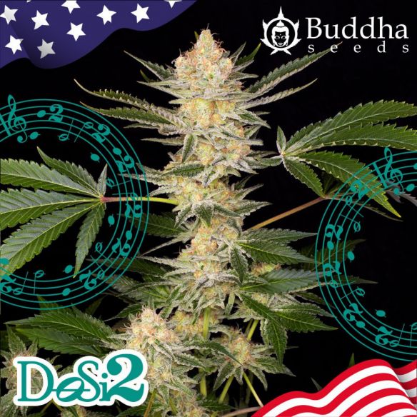 DOSI2 FEM X3+1-BUDDHA SEEDS