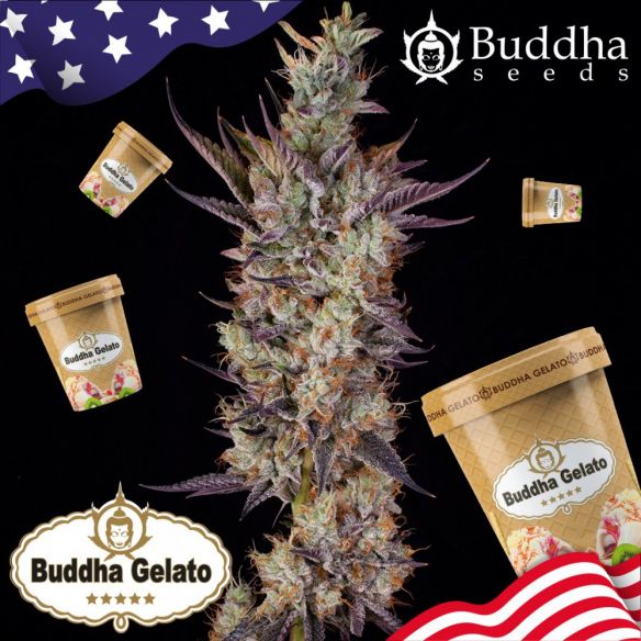Buddha Seeds Gelato Fem X3