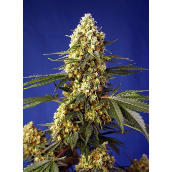 STRAWBERRY BANANA GELATO XL AUTO® X3+1-SWEET SEEDS