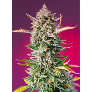 GORILLA SHERBET F1 FEM®...