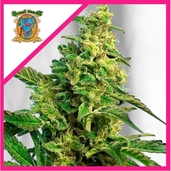 GREEN POISON F1® X100-SWEET SEEDS