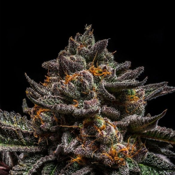 BRAIN CAKE FEM X3-RIPPER SEEDS