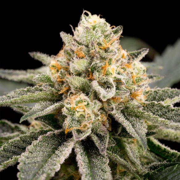 ZOMBIE BRIDE FEM X3-RIPPER SEEDS