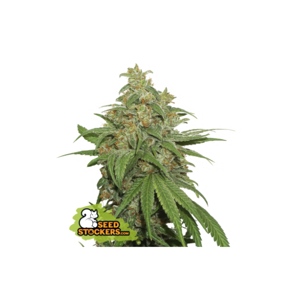 AK420  AUTO X3+2-SEEDSTOCKERS