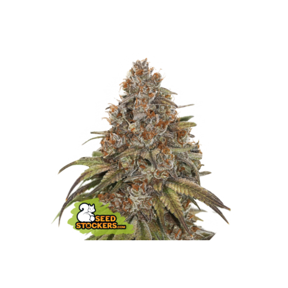 BLACKBERRY GUM  AUTO X3-SEEDSTOCKERS