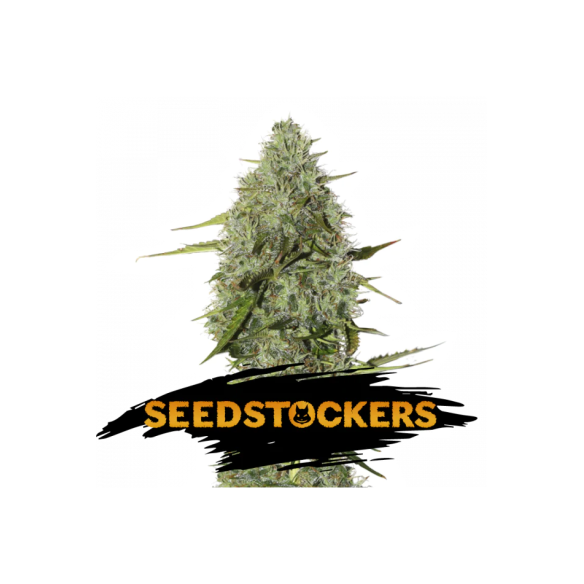 BCN CRITICAL XXL FAST FEM X3-SEEDSTOCKERS