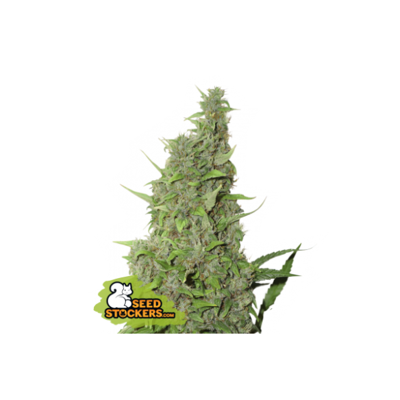BCN POWER PLANT  FEM X3-SEEDSTOCKERS