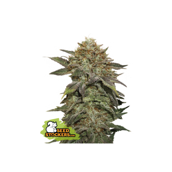 FRUIT CAKE  FEM X3-SEEDSTOCKERS