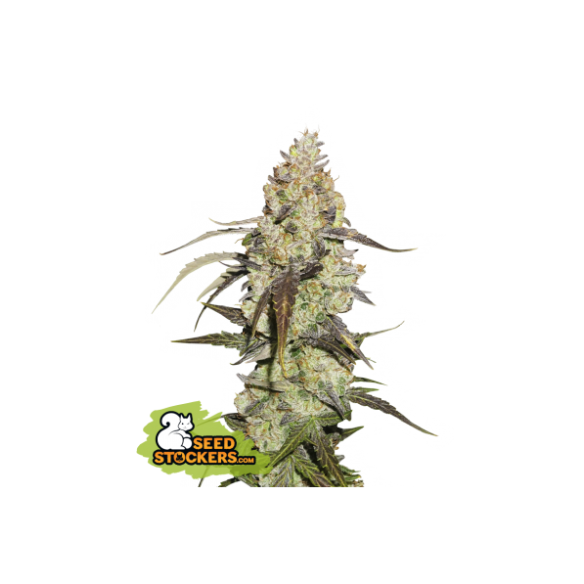 RUNTZ FEM X3-SEEDSTOCKERS