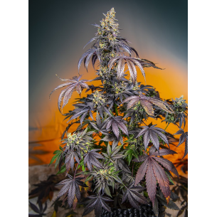 RED GORILLA GIRL XL AUTO®...